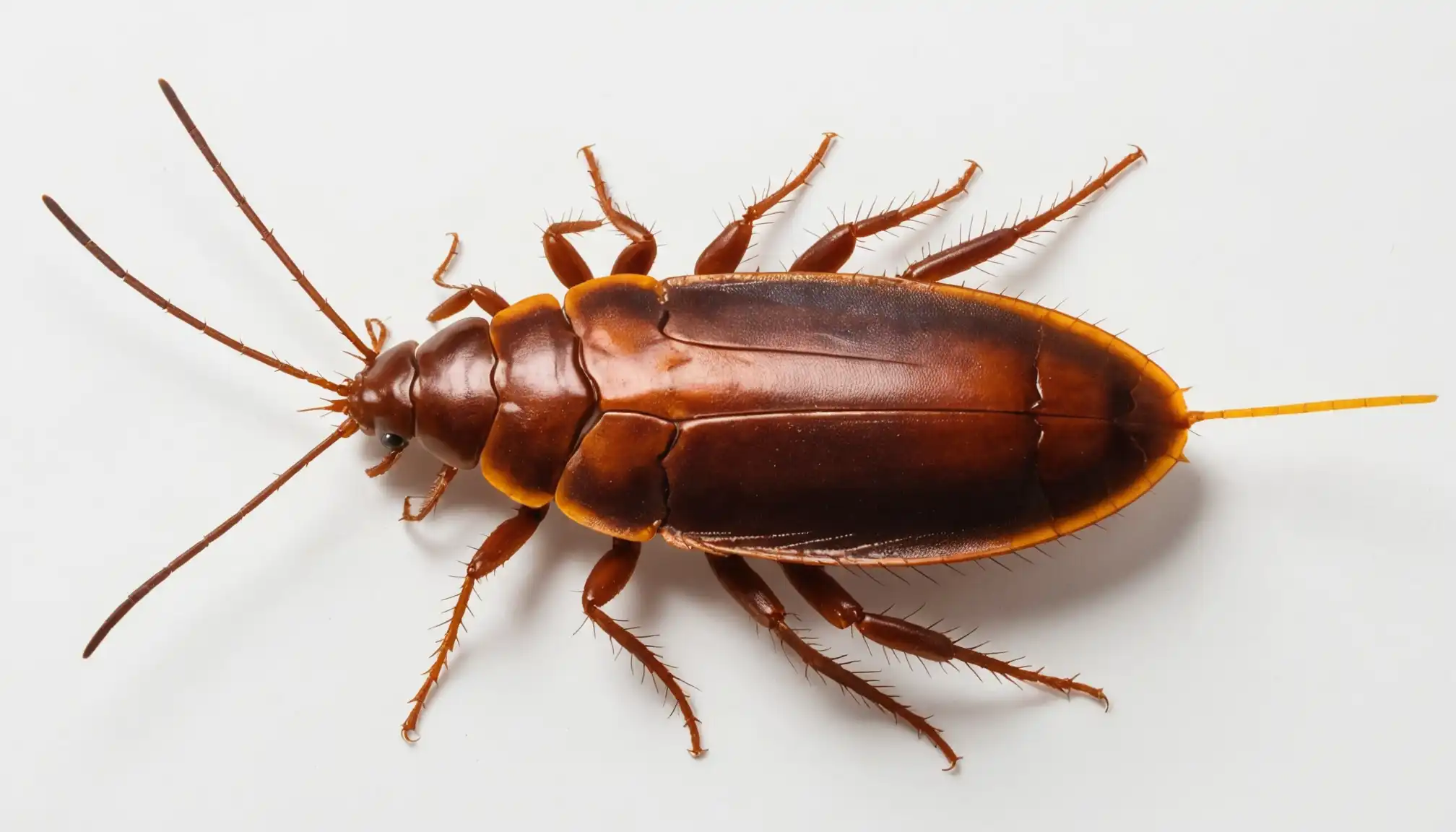 quick identification guide for australian cockroach markings